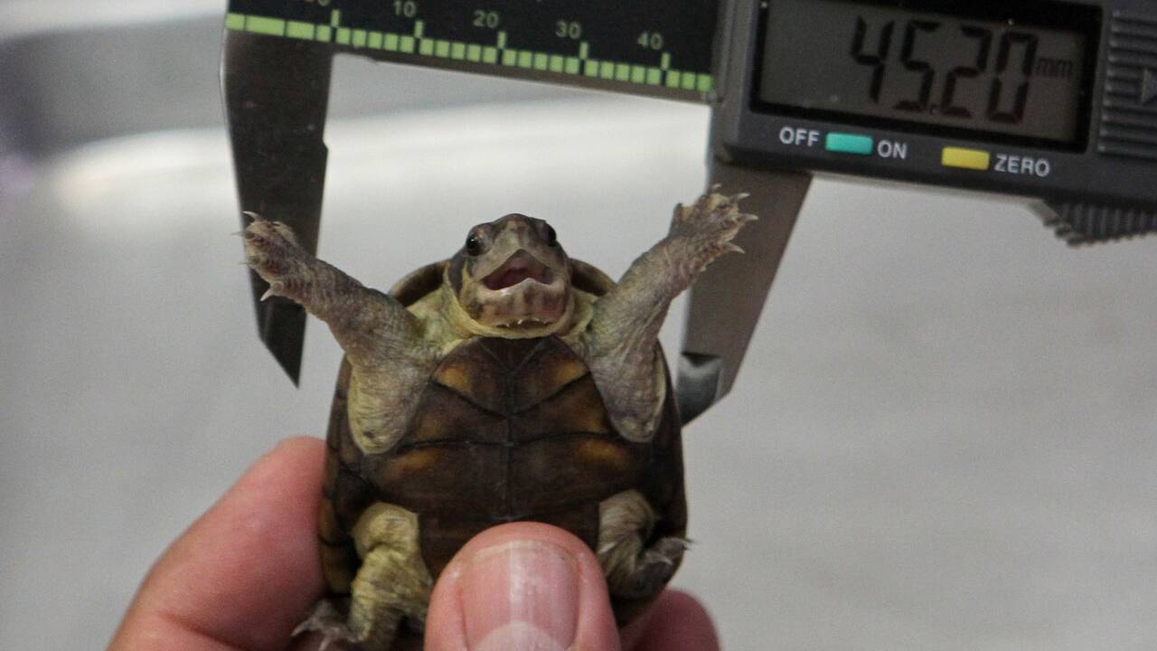 Découverte d'une nouvelle espèce de tortue au Mexique