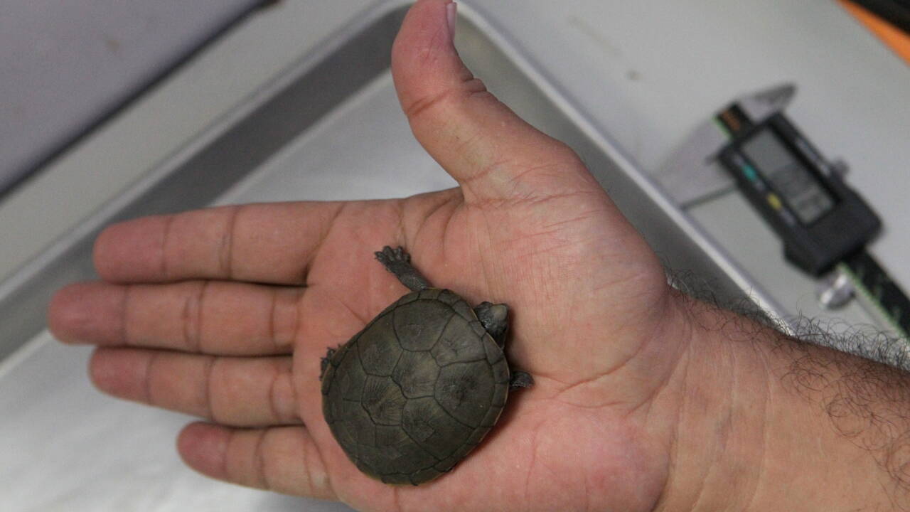 Decouverte D Une Nouvelle Espece De Tortue Au Mexique Geo Fr