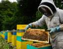 Le Canada veut interdire des pesticides nocifs pour les abeilles et les insectes aquatiques