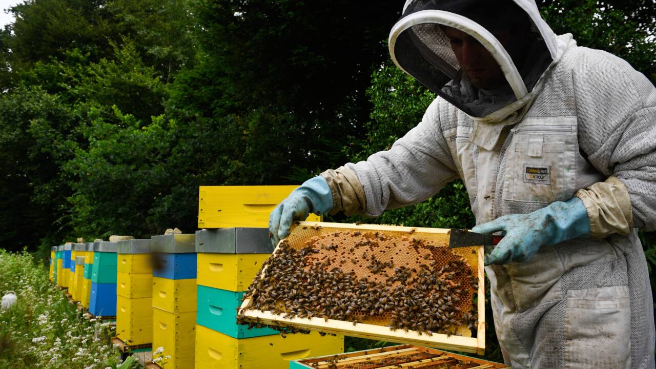 Le Canada veut interdire des pesticides nocifs pour les abeilles et les insectes aquatiques