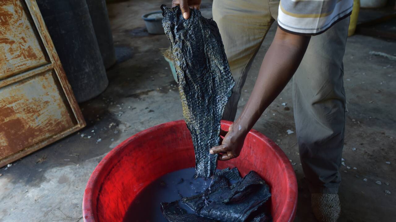 Au Kenya, les restes de poisson donnent des objets de mode en cuir