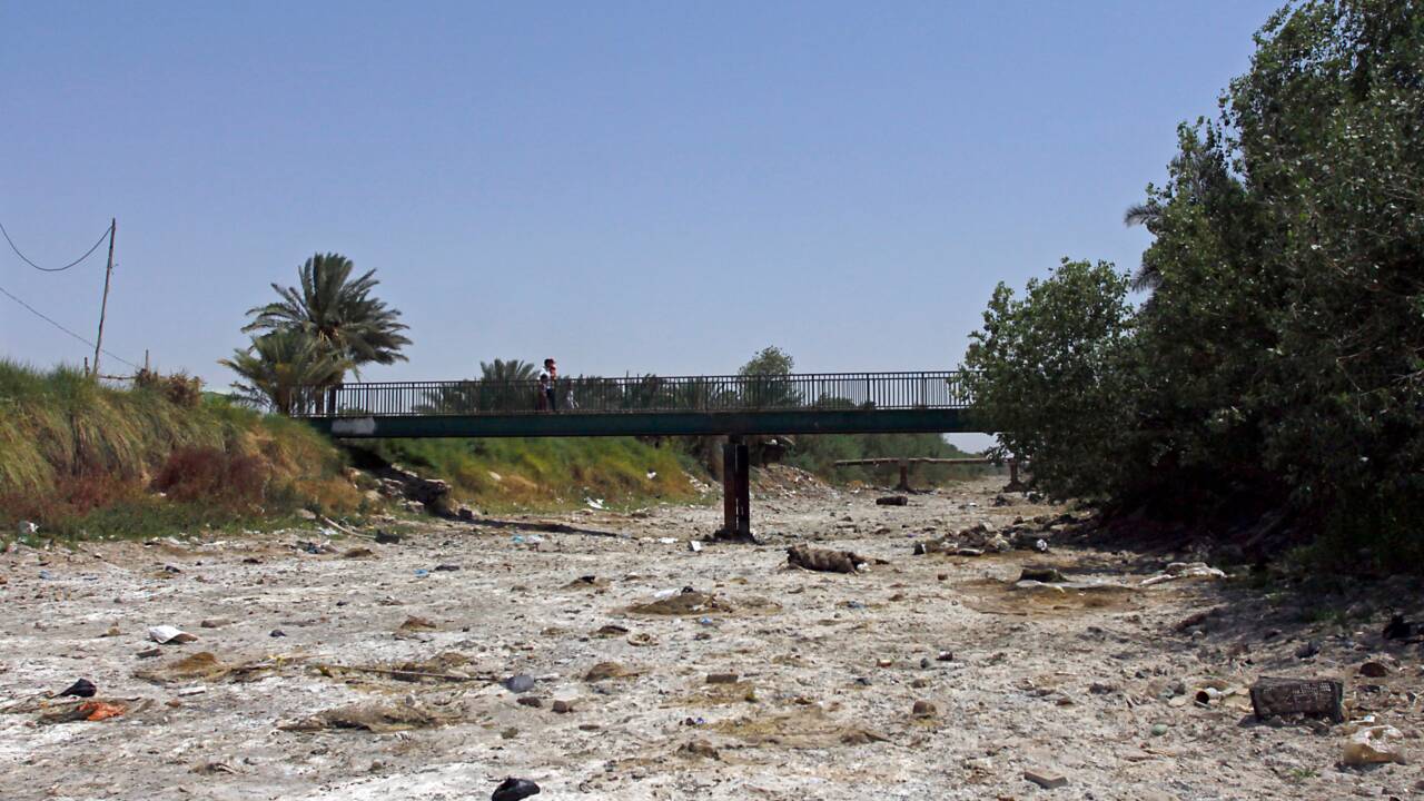 En Irak, au "pays des deux fleuves", la sécheresse met à l'agonie bovins et éleveurs