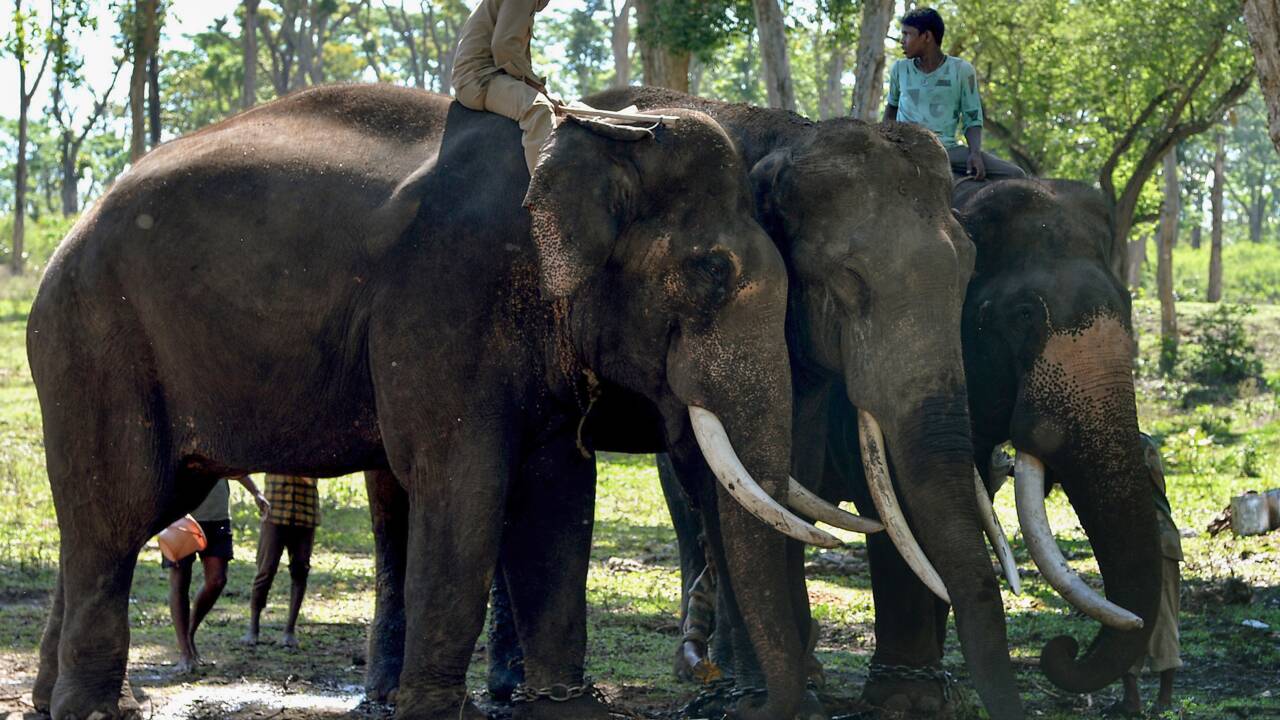 En Inde, sur la ligne de front entre hommes et éléphants