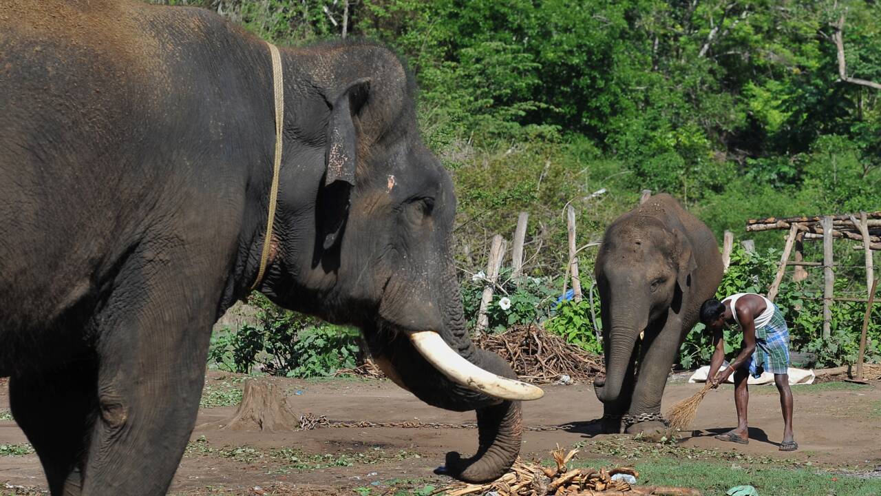 En Inde, sur la ligne de front entre hommes et éléphants