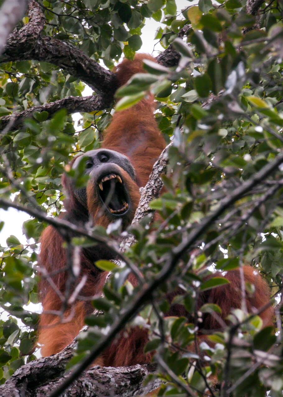 Une espèce rare d'orang-outan menacée par un barrage en Indonésie