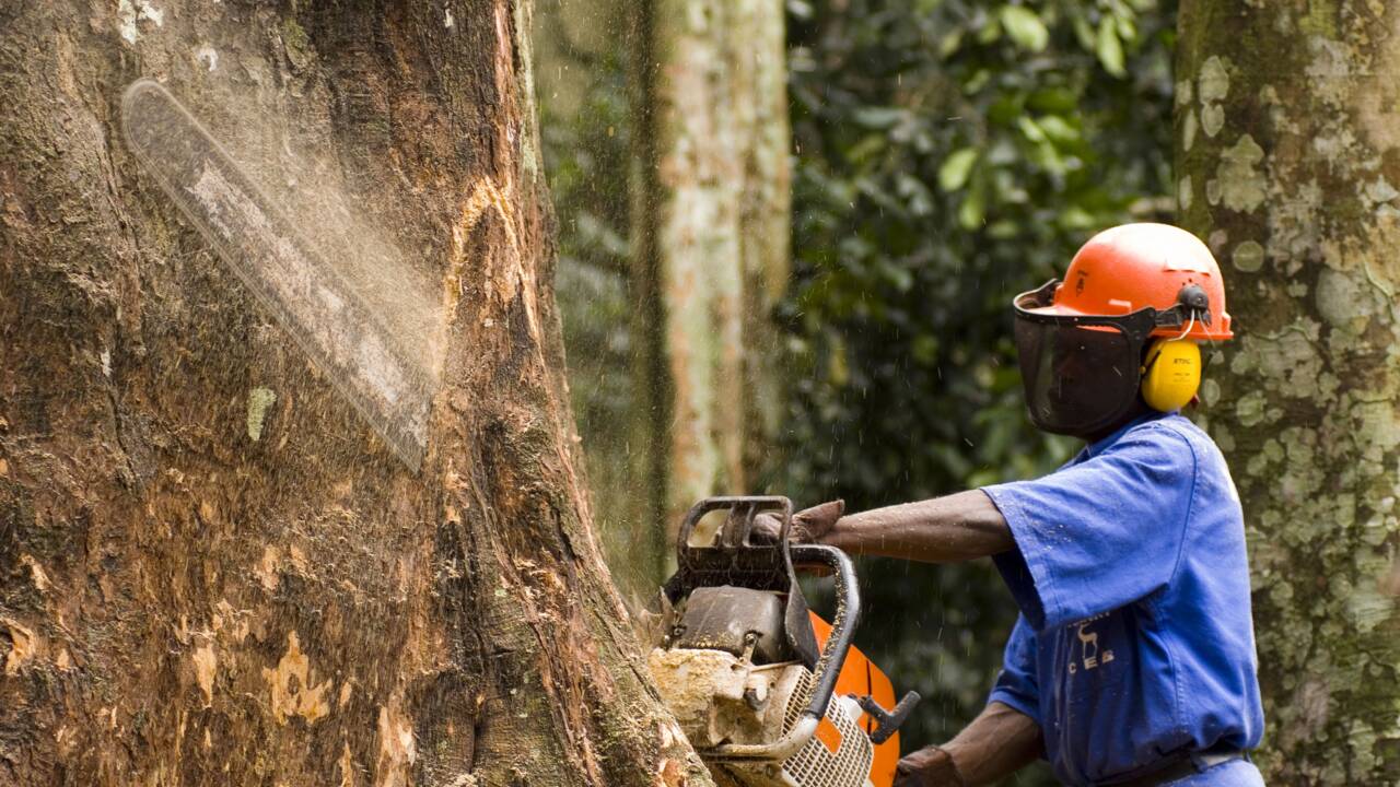 Au Gabon, les villageois revendiquent leurs droits face aux forestiers
