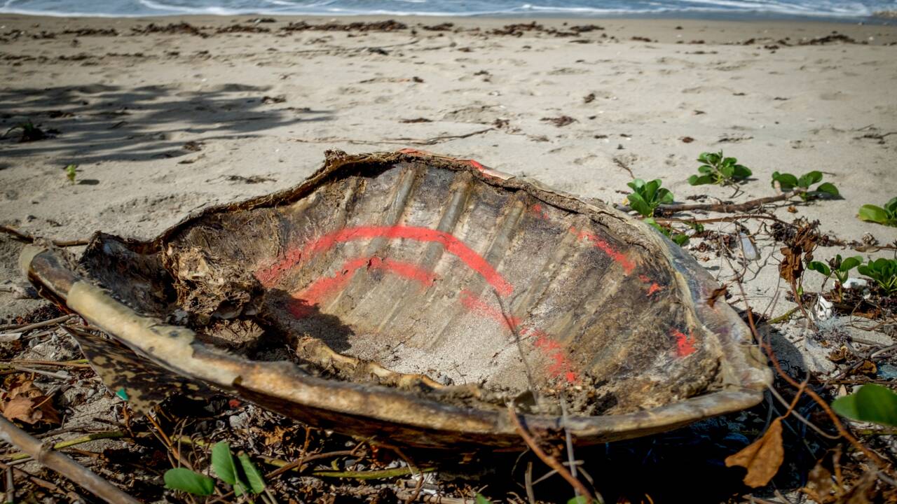 A Mayotte, recrudescence du braconnage de tortues à cause du confinement