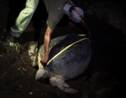 Mayotte: deux ans de prison ferme pour des braconniers de tortues