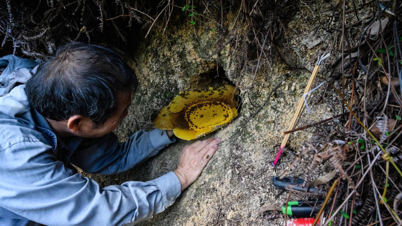 A Hong Kong, l'homme qui récoltait les abeilles à mains nues