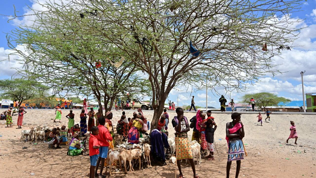 Kenya : pour trouver la pluie, des éleveurs se fient plus à leur portable qu'au ciel