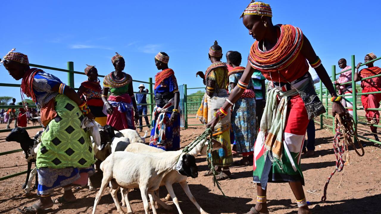 Kenya : pour trouver la pluie, des éleveurs se fient plus à leur portable qu'au ciel