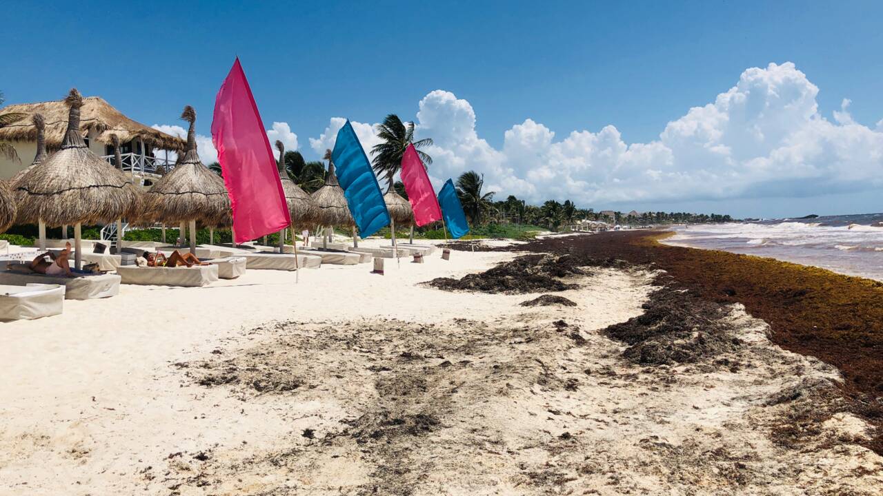 En Guadeloupe, une conférence internationale contre le fléau des sargasses