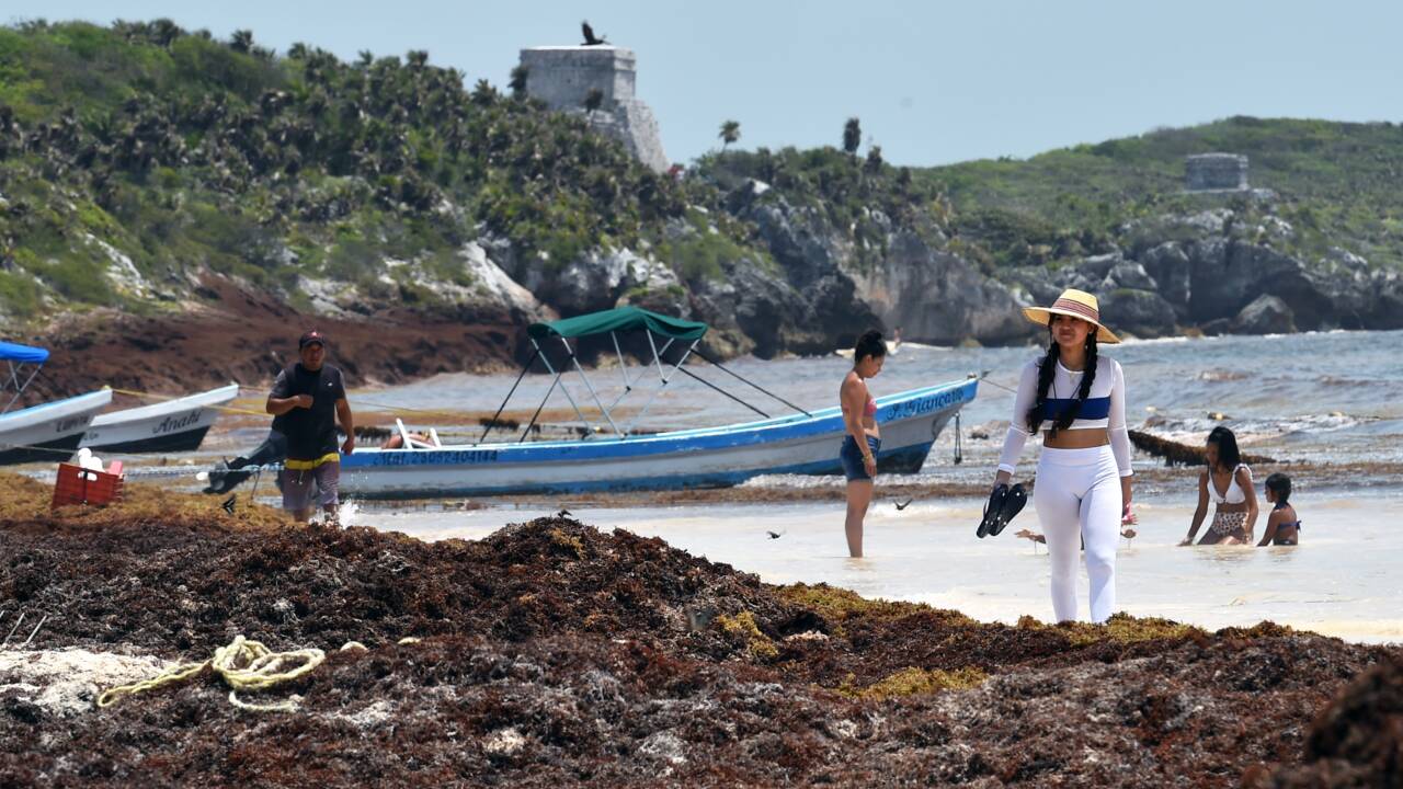 Les sargasses, la plaie qui menace les plages idylliques du Mexique
