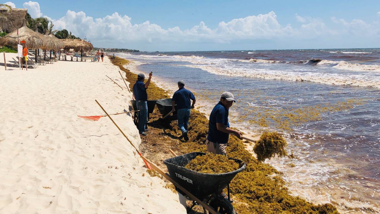 Les sargasses, la plaie qui menace les plages idylliques du Mexique