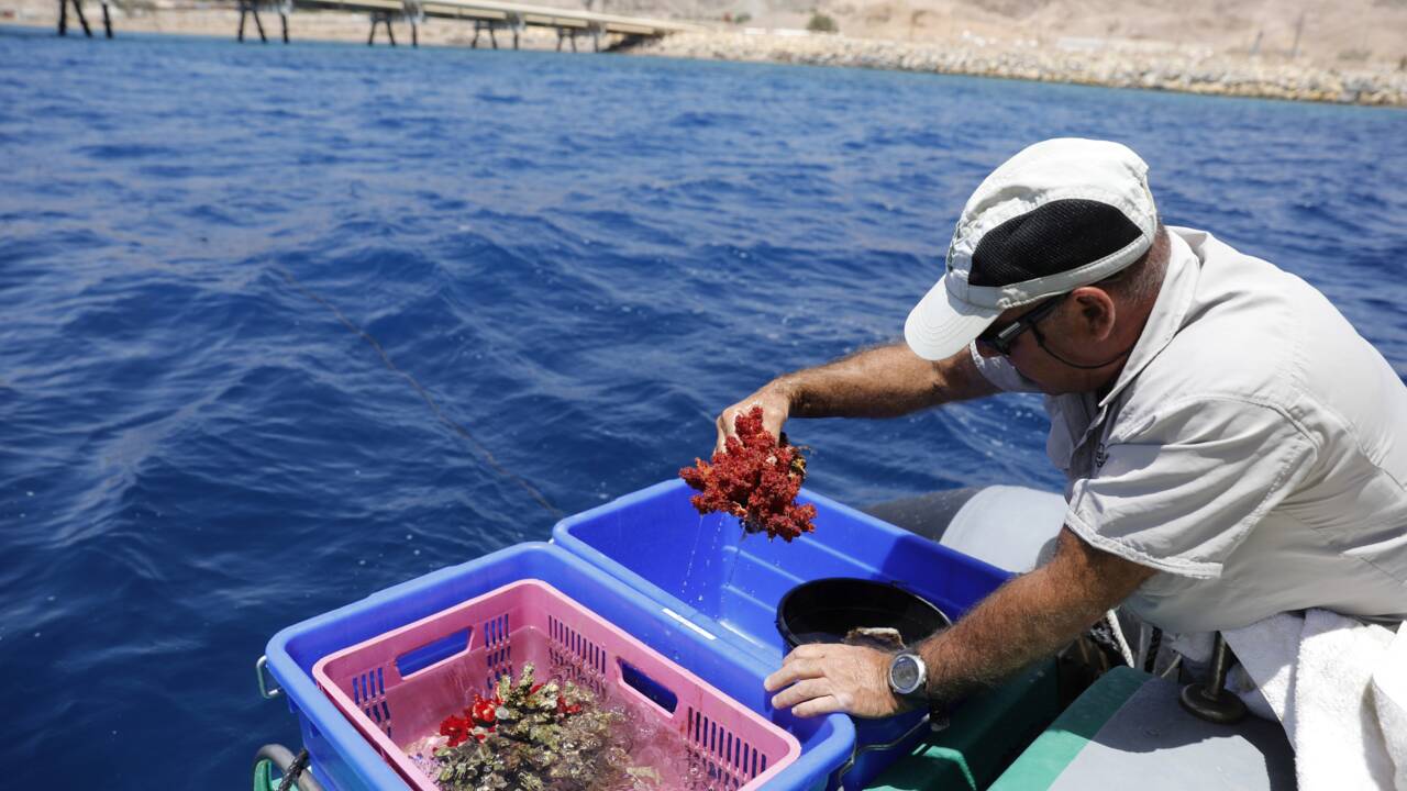 Mer Rouge: des scientifiques israéliens en sauveurs de coraux