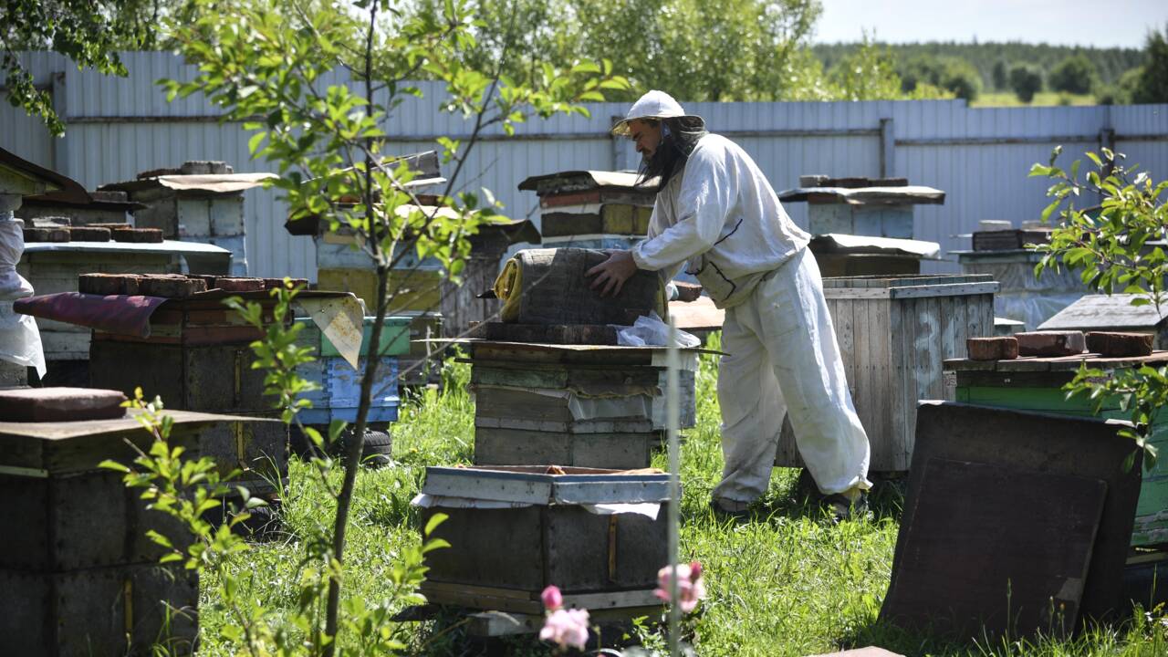 En Russie, des abeilles décimées par un pesticide très toxique