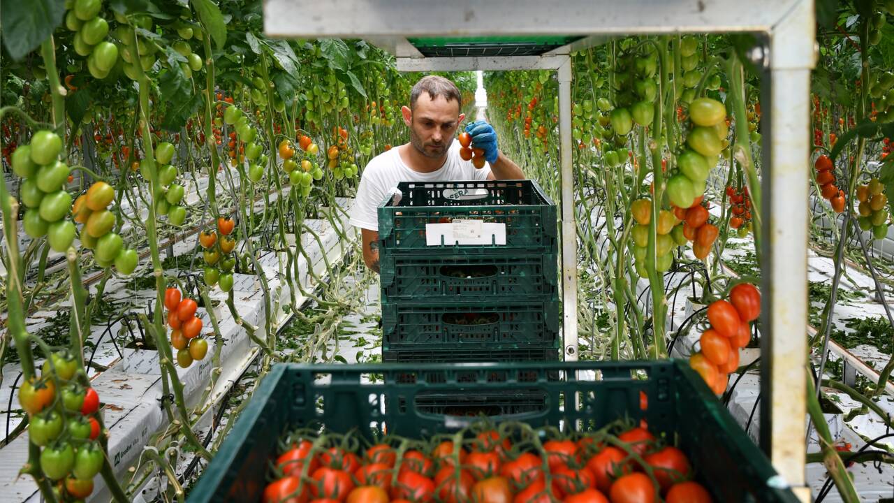 En Italie, une ferme hydroponique parie sur "l'or rouge"