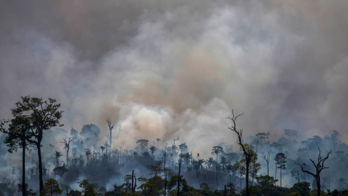 Brésil: déforestation record en Amazonie en janvier