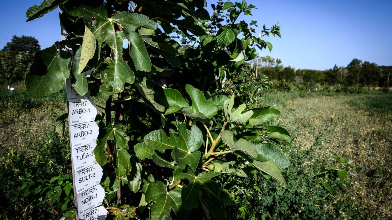 Dans la Drôme, l'intelligence des arbres au service de la production fruitière