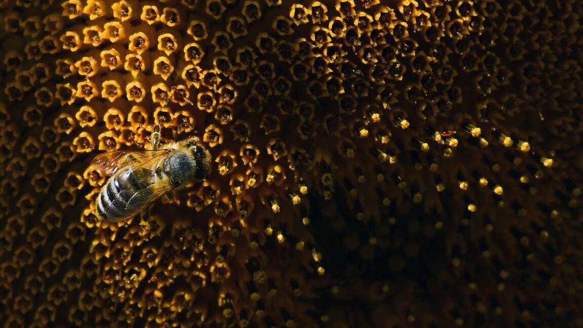 Mortalité des abeilles: aide de 3 millions d'euros pour les apiculteurs français