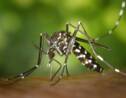 Lâcher des moustiques stériles par drone, nouvel espoir pour lutter contre les épidémies ?