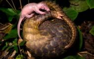 Pangolins, a threatened species
