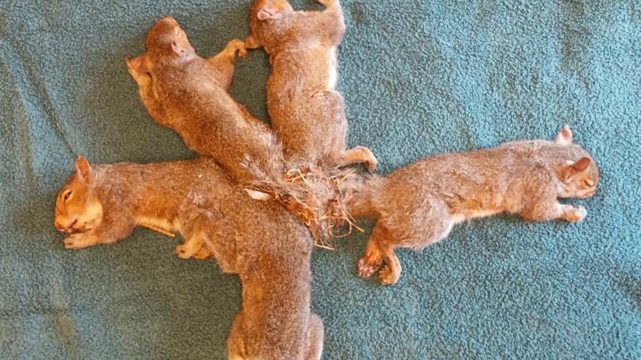 Emmêlés par leurs queues… des écureuils sauvés par une ONG américaine