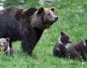 Deux ourses vont être réintroduites dans les Pyrénées, colère en Béarn