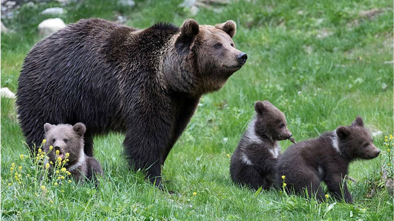 Deux ourses vont être réintroduites dans les Pyrénées, colère en Béarn