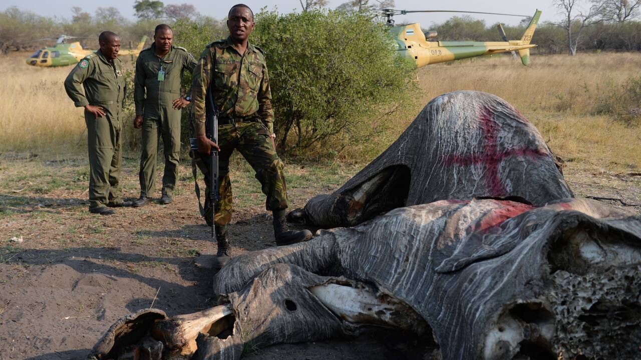 Le Botswana tente de défendre sa réputation de protecteur des éléphants