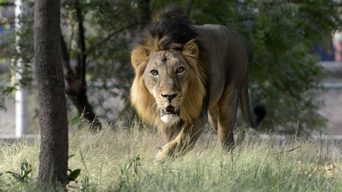 Inde: enquête sur la mort de 12 lions asiatiques