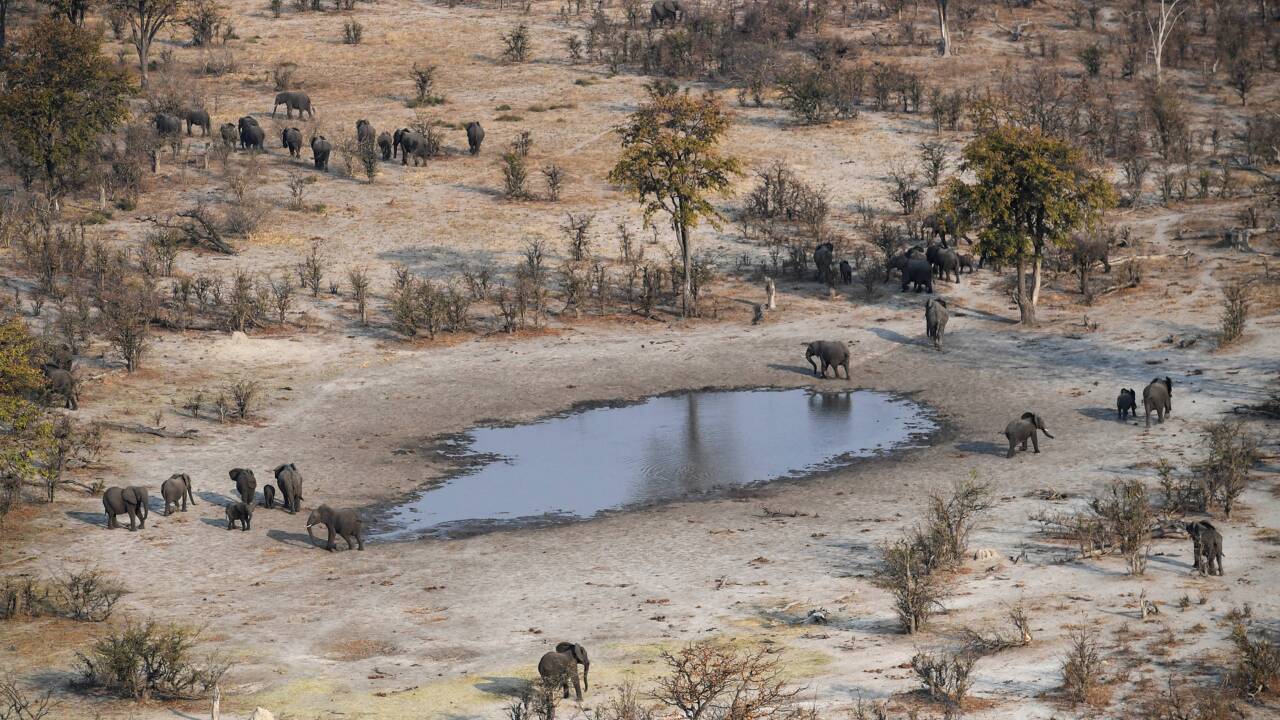 Le Botswana tente de défendre sa réputation de protecteur des éléphants
