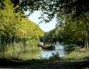 La maladie prospère sur les platanes du canal du midi, un site Unesco potentiellement menacé ?