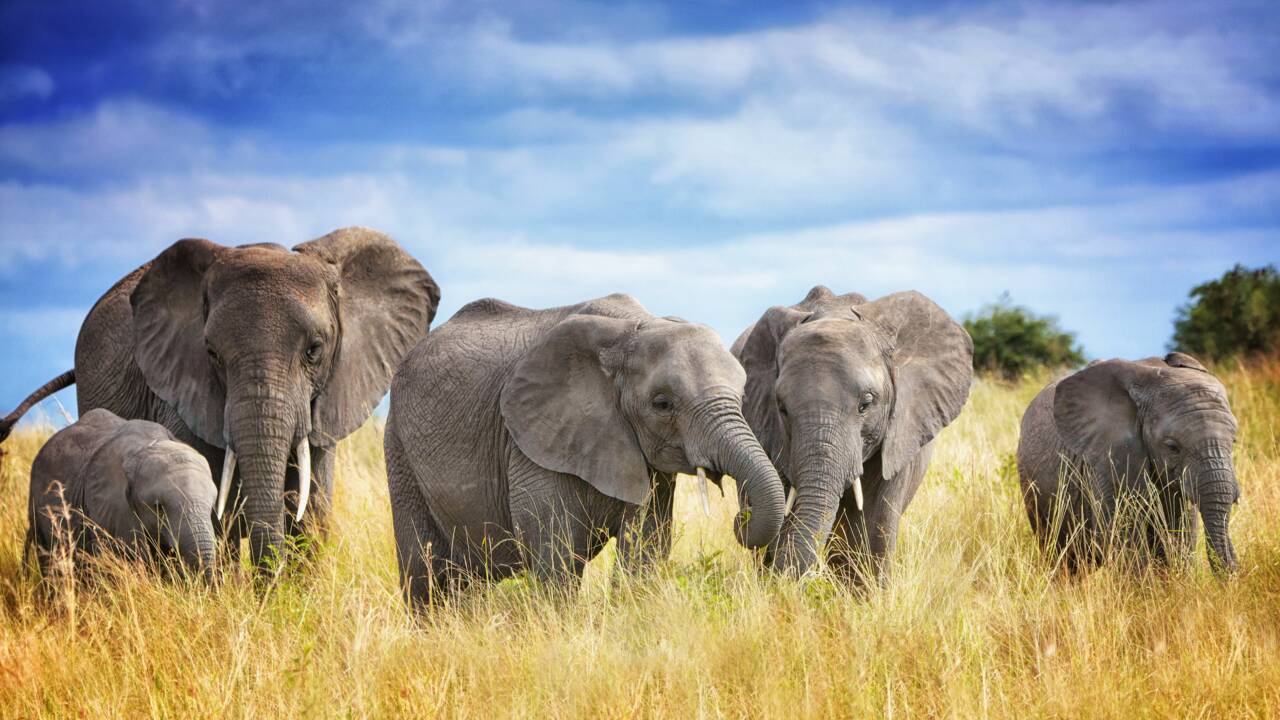 Pourquoi les éléphants sont-ils encore si menacés ?