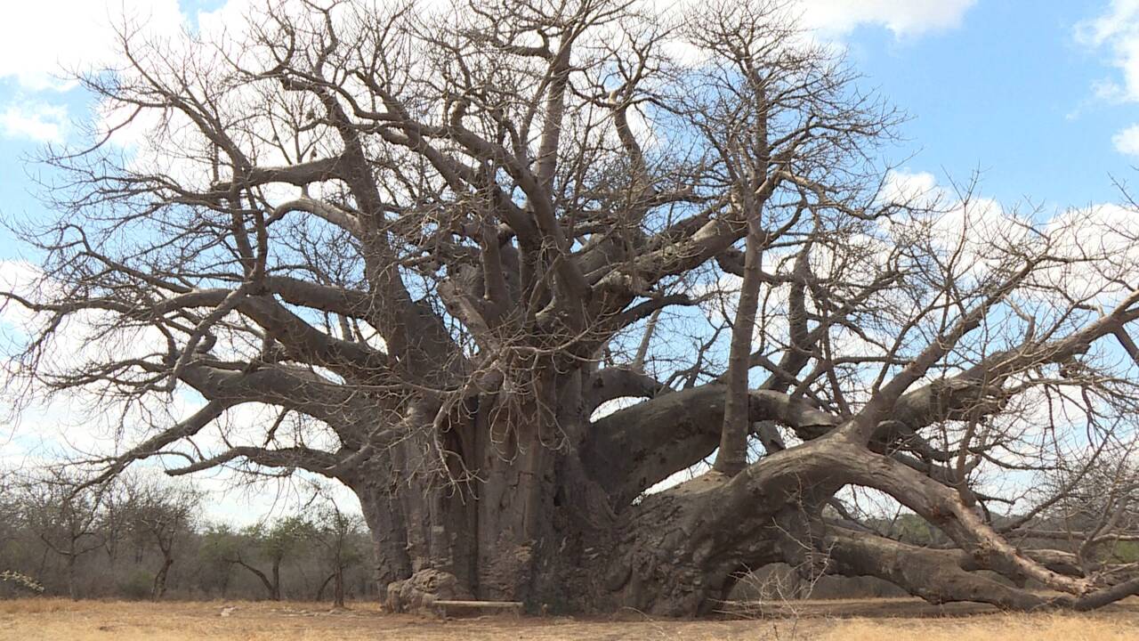Les fruits des baobabs, trésors d'Afrique