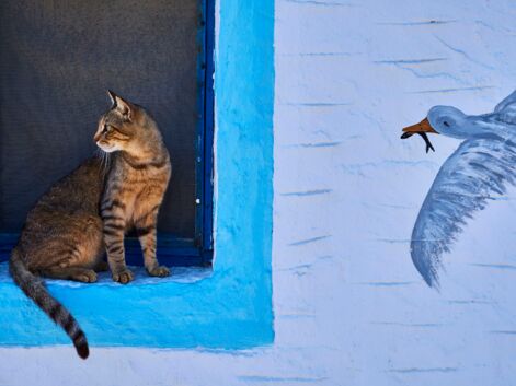 Grèce, Japon, Maroc… Les plus beaux chats du monde