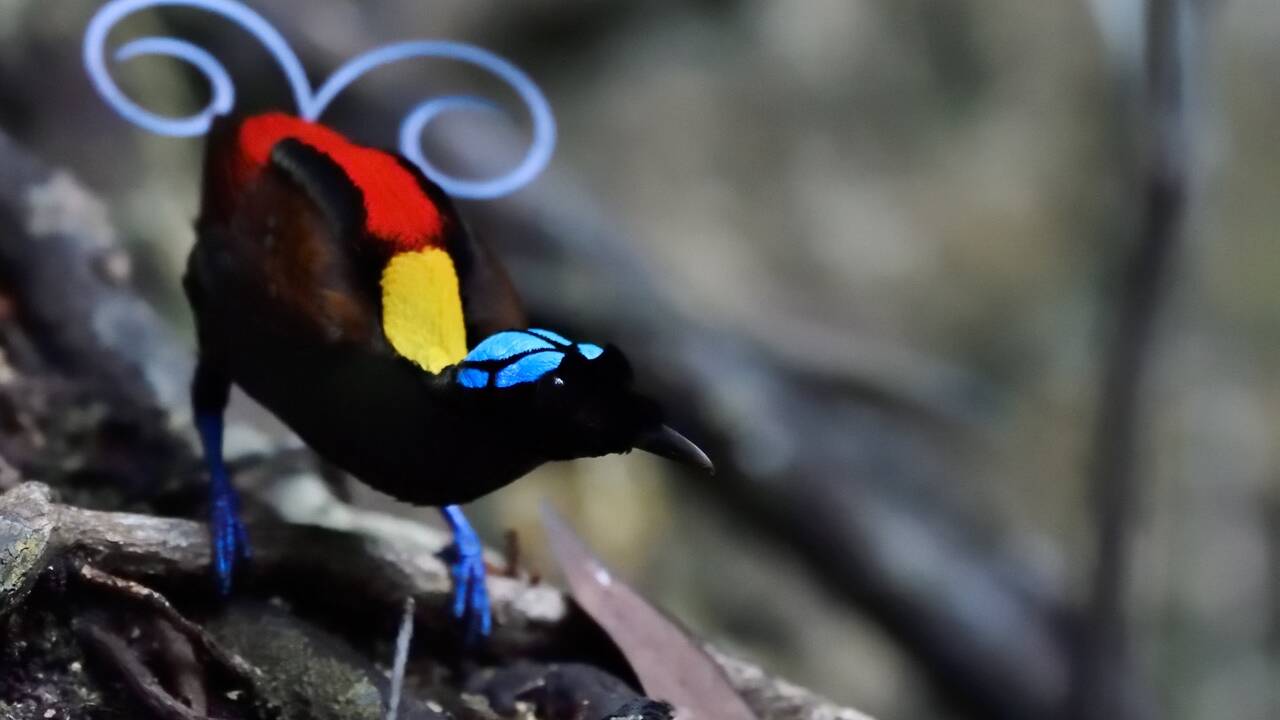 "Au premier matin du monde", un étonnant voyage naturaliste en Papouasie