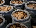 Vietnam: saisie de huit tonnes d'ivoire et d'écailles de pangolin