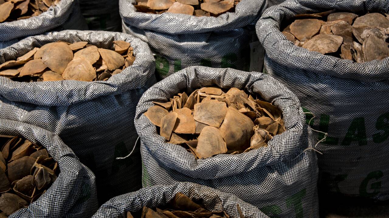 Vietnam: saisie de huit tonnes d'ivoire et d'écailles de pangolin