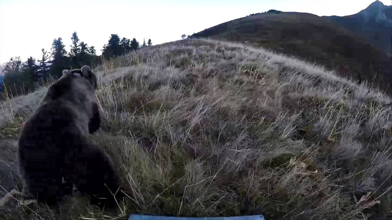 La France renforce la population d'ours dans les Pyrénées en relâchant deux femelles