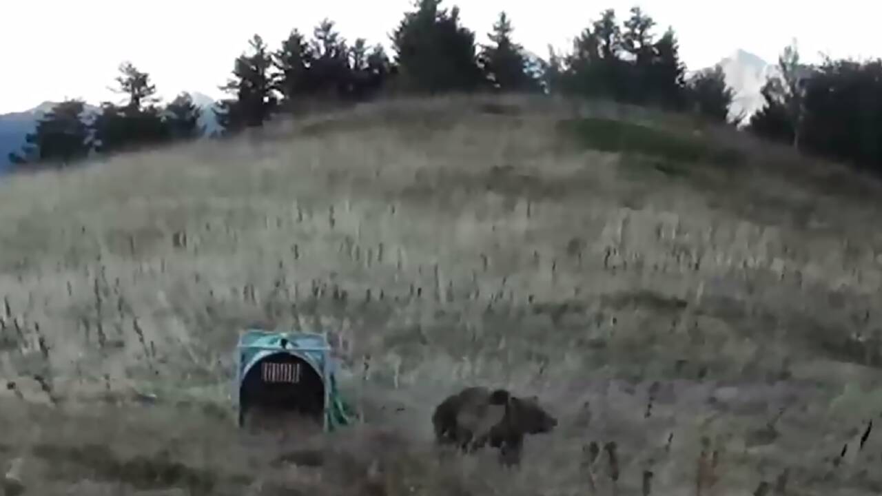 L'ourse slovène Sorita mère de deux oursons dans les Pyrénées