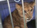 Pays-Bas: un lionceau en cage abandonné dans un champ