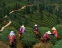 L’empire du thé en Chine : 5000 ans pour conquérir le monde