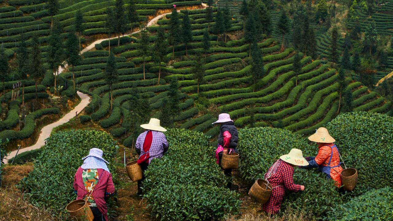 L’empire du thé en Chine : 5000 ans pour conquérir le monde