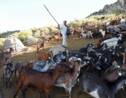 Contre les incendies, les chèvres "sapeurs" au secours des forêts portugaises