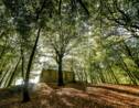 Les forêts d'Europe ne pourront pas freiner le réchauffement davantage
