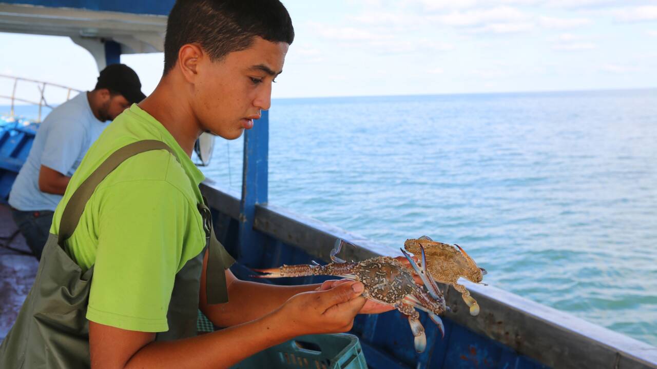 Tunisie: le crabe bleu, prédateur redoutable devenu proie prisée
