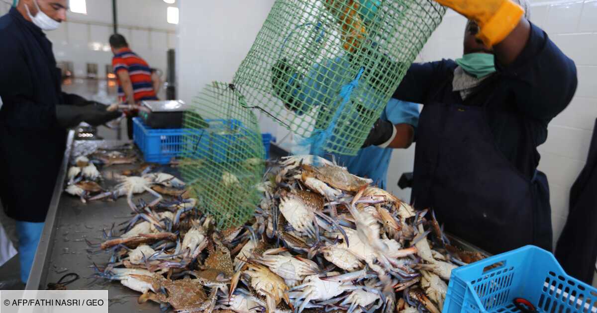 Tunisie Le Crabe Bleu Predateur Redoutable Devenu Proie Prisee Geo Fr