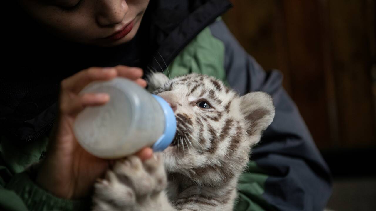 La Chine s'entiche de ses tigres blancs triplés