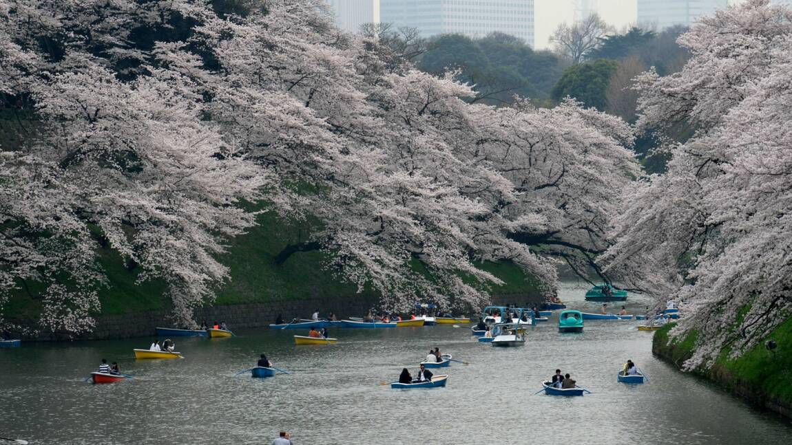 Japon : des cerisiers en fleurs en automne, un phénomène rare